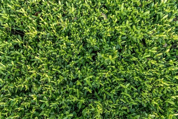 遮阳树で家の温度を下げる！プロが教えるおすすめ7选