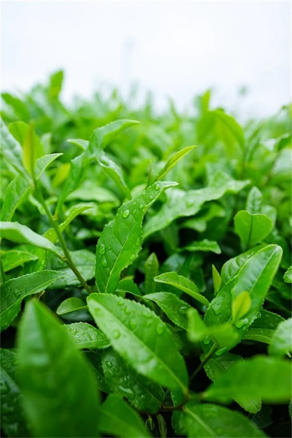 大丽花春季护理の3つの秘密で開花を1ヶ月早める方法