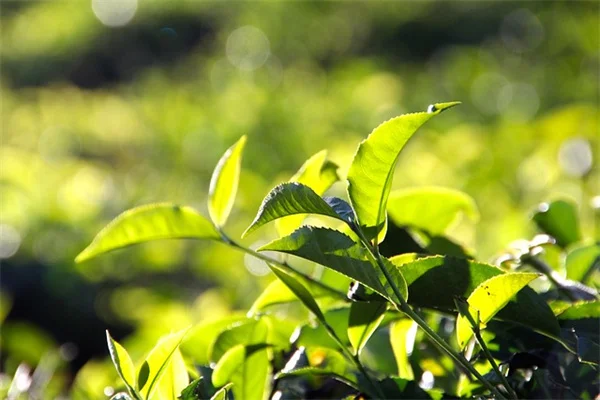 植物親になる方法：初心者でも枯らさない観葉植物の育て方
