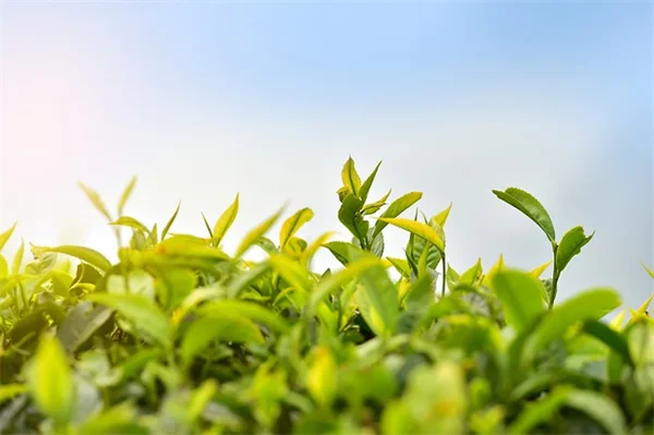 太平洋北西部で育てたい自生つる植物5選と植え方のコツ