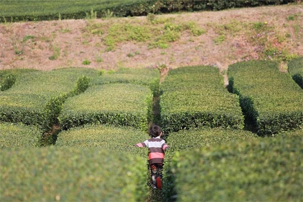 ティーツリーの鉢植え栽培：室内で育てるコツと注意点